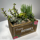 Mother's Day Succulent Box Succulent Box