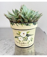 mothers day succulents plant plant