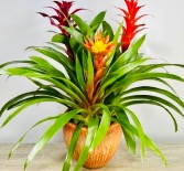 Mother’s Day Tropical Trio Houseplant