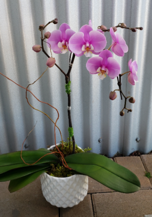 Pink Beauty Blooming Orchid Plant