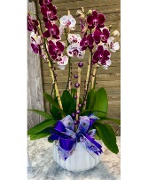 Mother’s Orchid Garden Plant
