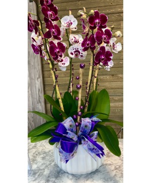 Mother’s Orchid Garden Plant