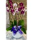 Mother’s Orchid Garden Plant
