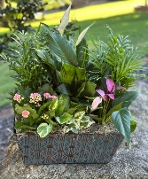 Mother's Window Box Dbl Bloomer Rectangle