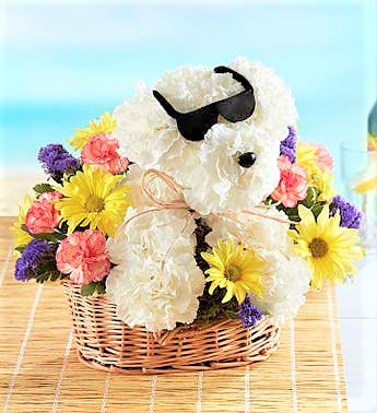 Mr. Cool Pup In a Dog Eat Dog World, There's Mr. Cool! in Gainesville, FL | PRANGE'S FLORIST