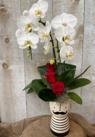 Mr. Valentine Orchid Plant and Flowers