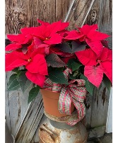  Mt. Williams Williams Grown Poinsettia living plant 