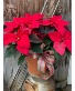  Mt. Williams Williams Grown Poinsettia living plant 