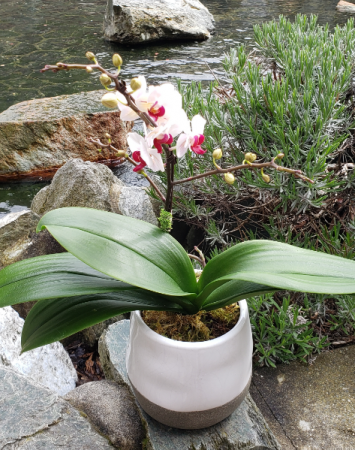 Multi Branch Mini  Orchid plant