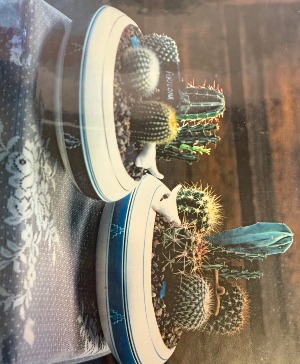 Multi-Catcti Garden Cactus