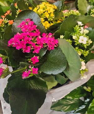 Multi color kalanchoe Blooming plant