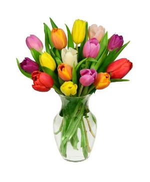 multi color tulips  