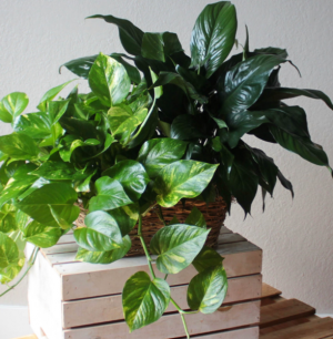 Double or Triple Plant Basket Plants