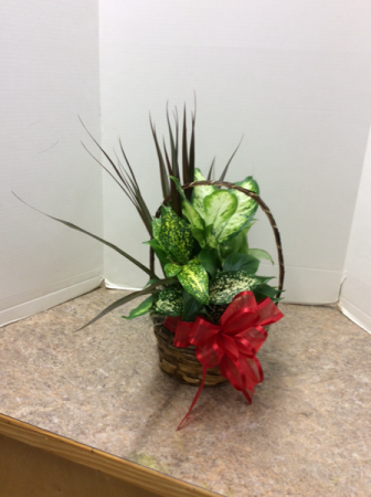 Varies sizes & price’s available multi plant basket