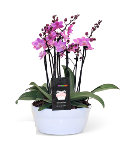 Multi Spike Orchid Plant