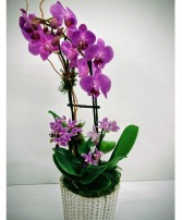 Multi Stem Orchid in Ceramic Pot 