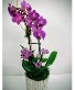Multi Stem Orchid in Ceramic Pot 