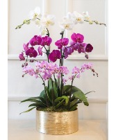 Multicolor Phalaenopsis Orchids Design  