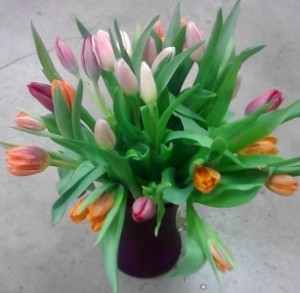 Multicolored tulips, MO-93 Fresh floral