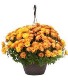 Mum Hanging Basket 