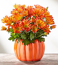 Mum Marvel Harvest Plant Fall Plants