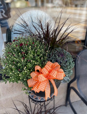 Mum Mixed Fall Outdoors Planter in Delphos, OH | Ivy Hutch Flowers and Gifts Mum Mixed Fall Outdoors Planter in Delphos, OH | Ivy Hutch Flowers and Gifts