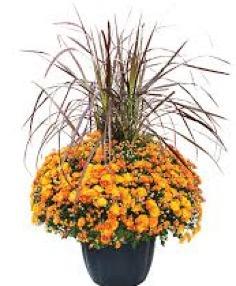 Category Image