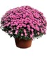 Mum  12" Plant