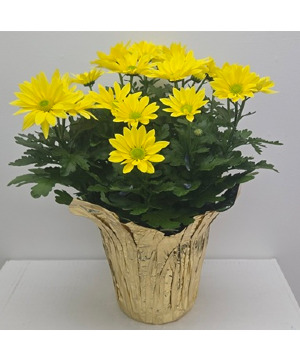Mum Plant