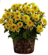 Mum plant Colors will vary