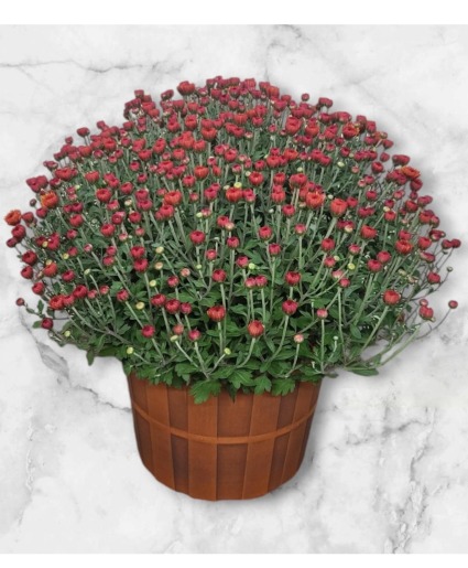 Mum Plant Fall Bucket FHF-FM-42 Local Delivery Only