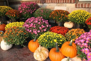 Mum Plant Hearty Mum Plant