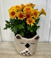 Mum Plant in Felted Animal Planter 