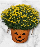 Mum Plant in Jack O' Lantern Bucket FHF-MJ Local Delivery Only