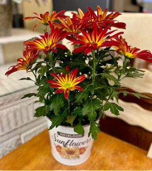 Mum Plant in Keepsake Metal Pot 