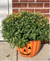 Mumkin Seasonal Blooming mum plant