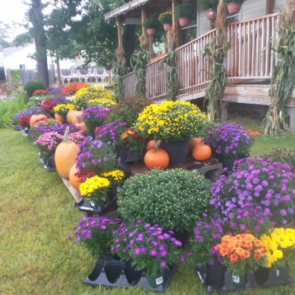Mums and Aster Plants