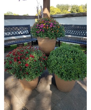 Garden Mum pots Blooming Outdoor Plants