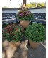 Garden Mum pots Blooming Outdoor Plants