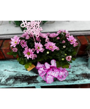 Mums for Mom  