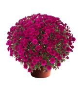 Mums Plant