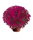 Mums Plant