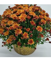 Mums The Word!!! 