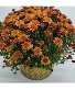 Mums The Word!!! 