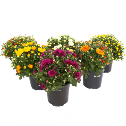 Mums The Word Send A Mum Today