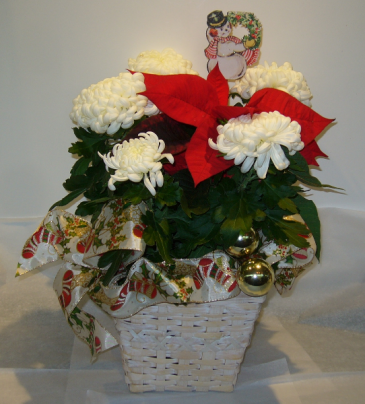 MUMSETTIA Blooming Plant
