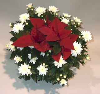MUMSETTIA Blooming Plant