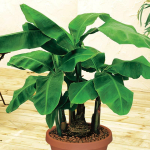 "Musa" Banana Plant Fresh Plant in Oliver, BC | Flower Fantasy & Gifts Inc. "Musa" Banana Plant Fresh Plant in Oliver, BC | Flower Fantasy & Gifts Inc.