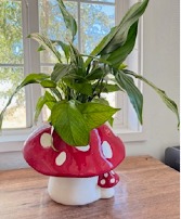 Mushroom Dishgarden 