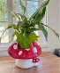 Mushroom Dishgarden 